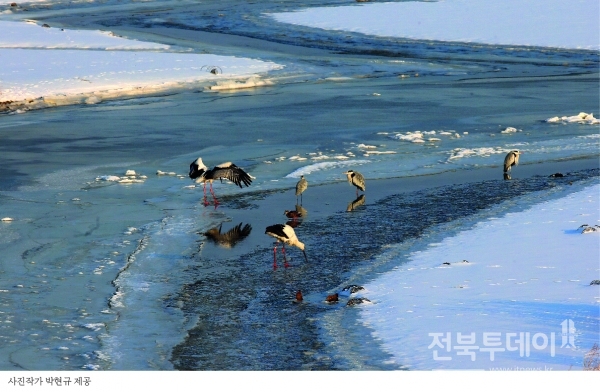 고창황새(사진작가 박현규 제공)