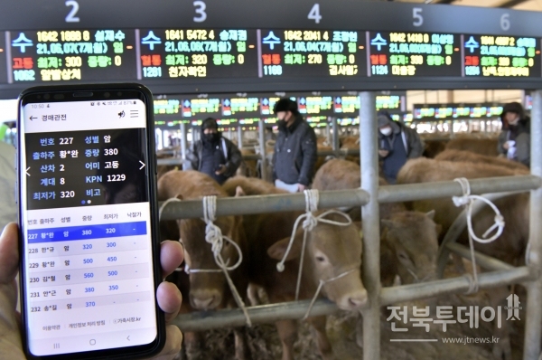 18일 개장한 전북 장수군 '장계 스마트 가축시장'을 찾은 축산인들이 스마트폰을 활용해 경매를 하고 있다.(장수군 제공)
