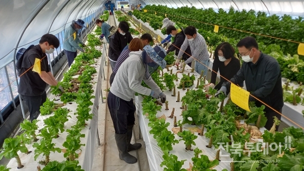 전라북도농업기술원 직원 30여명은 11일, 본격적인 영농철을 맞아 일손이 부족한 농가를 돕는데 힘을 보탰다.(쌈채소 일손돕기)