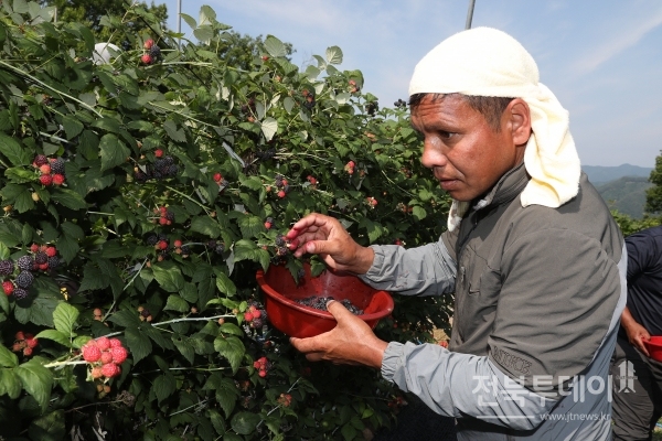 외국인 근로자 복분자 수확.(자료사진)