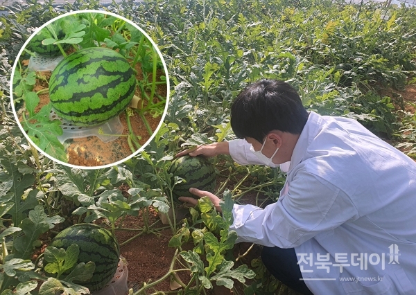 전라북도농업기술원은 가을수박의 본격적인 출하를 앞두고, 품질향상을 위한 철저한 수확기 관리를 당부했다.