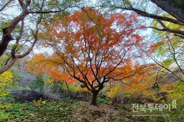 국가지정문화재 천연기념물 제563호로 지정된 내장산에서 가장 크고 오래된 단풍나무에 단풍이 물들기 시작, 신비로운 자태를 뽐내고 있다.