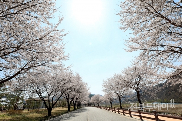 서면마을 벚꽃길
