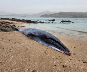 부안해양경찰서, 부안 변산반도 하섬에서 발견된 고래사체 조치